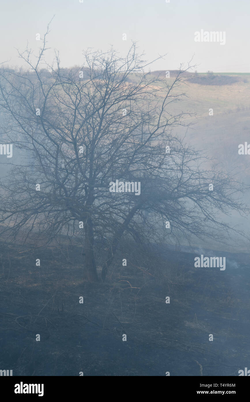 Wildfire, tracce di fuoco in un prato in una valle Foto Stock