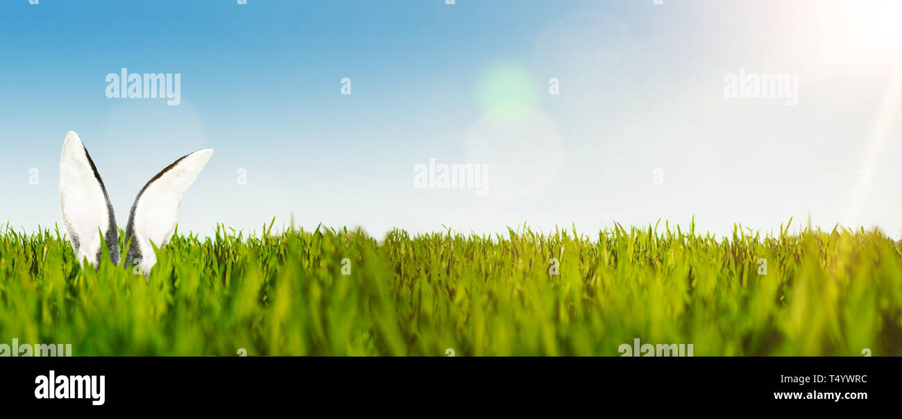 Felice Pasqua sfondo banner con le orecchie di coniglietto di pasqua o coniglio in verde e lussureggiante campo contro il cielo blu Foto Stock