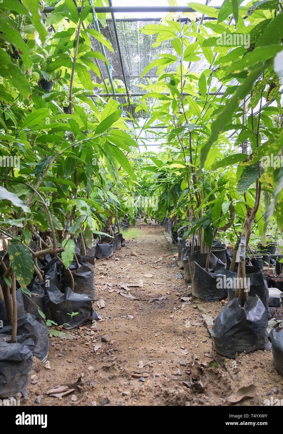 Impianto di alberi di varie specie nel mercato del giardino Foto Stock