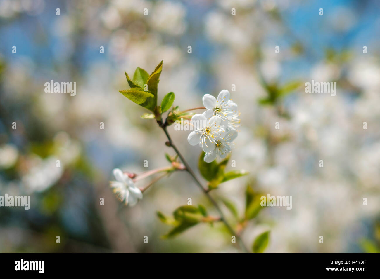 Bianco Ciliegio blossom closeup con molla di fioritura di sfondo - Foto Stock