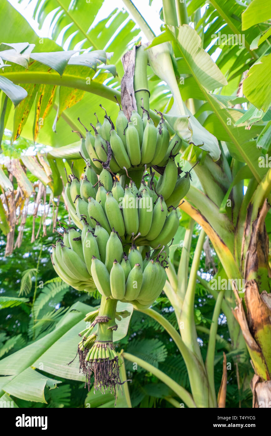 Coltivate banana,Pisang Awak banana su albero Foto Stock