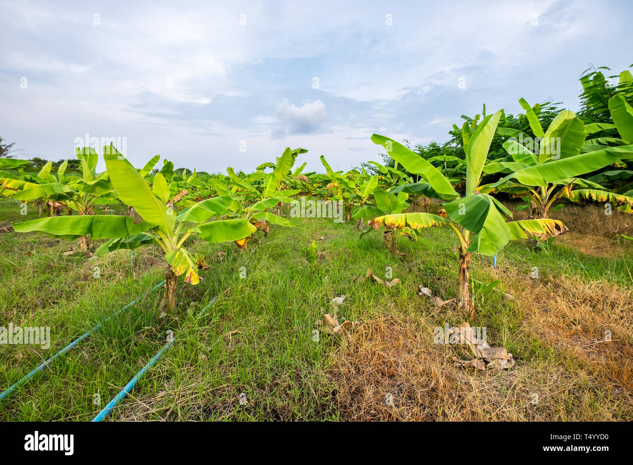 Banana grove nella piantagione naturale Foto Stock