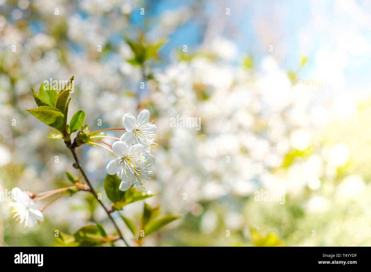 Bianco Ciliegio blossom closeup con molla - sfondo Foto Stock