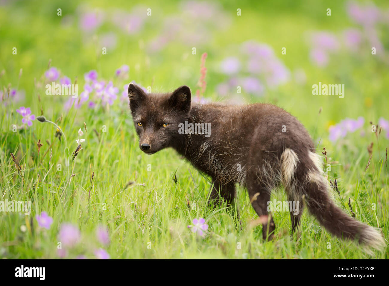 Close up Arctic Fox (Vulpes vulpes lagopus) nel prato in estate, Islanda. Foto Stock