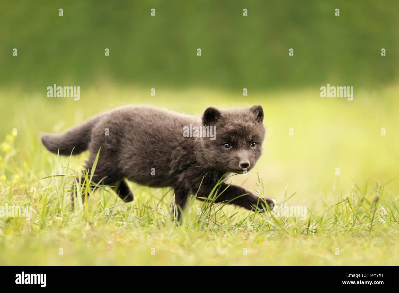 Close up Arctic Fox (Vulpes vulpes lagopus) cub in esecuzione sull'erba, Islanda. Foto Stock