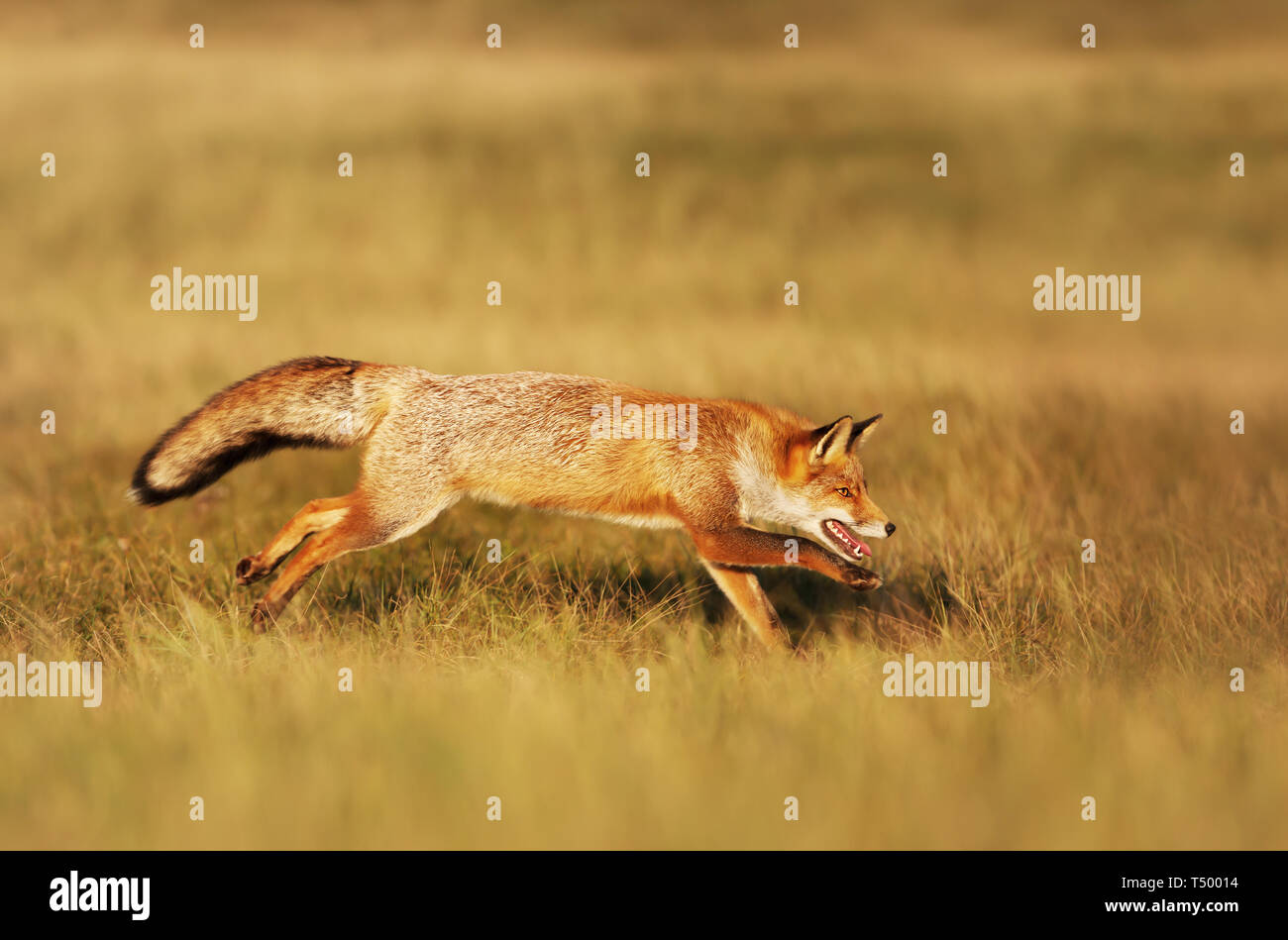 In prossimità di una volpe rossa (Vulpes vulpes vulpes) in esecuzione in campo. Foto Stock
