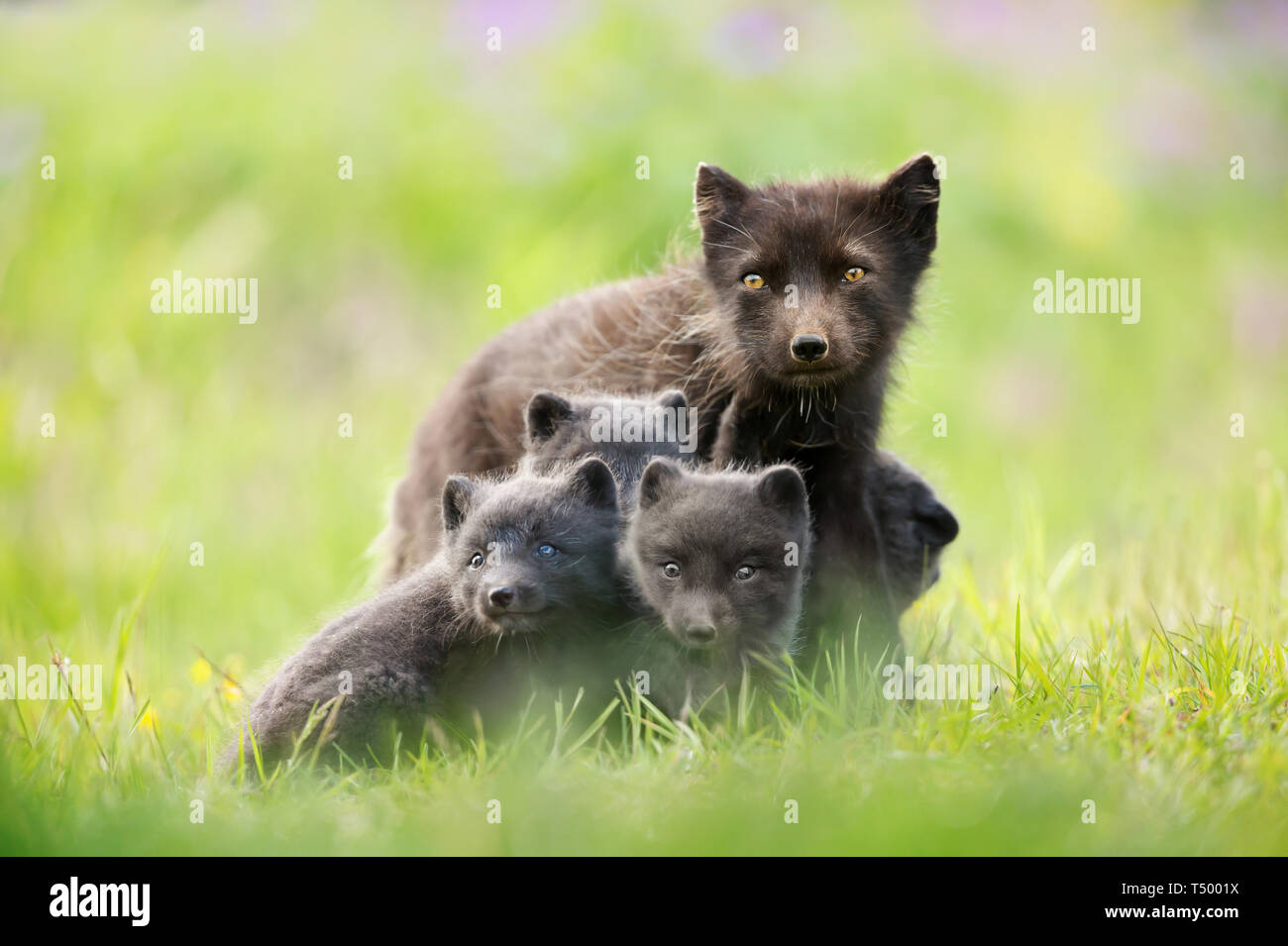 Close up Arctic Fox (Vulpes vulpes lagopus) con i cuccioli in estate, Islanda. Foto Stock