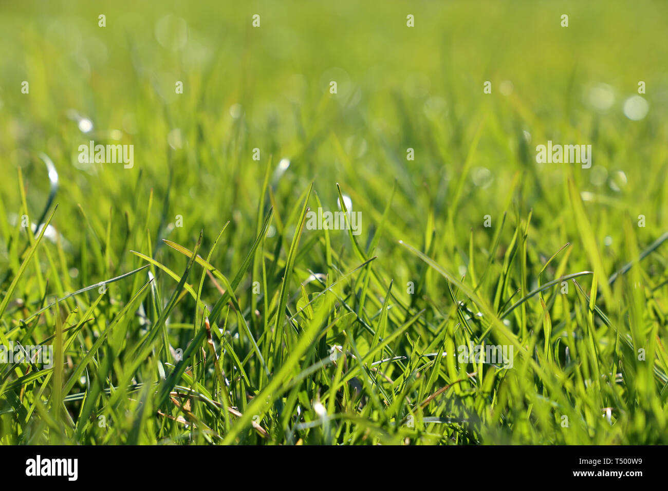 Fresco di erba verde in presenza di luce solare, fuoco selettivo. Molla luminoso sullo sfondo della natura, prato assolato texture Foto Stock