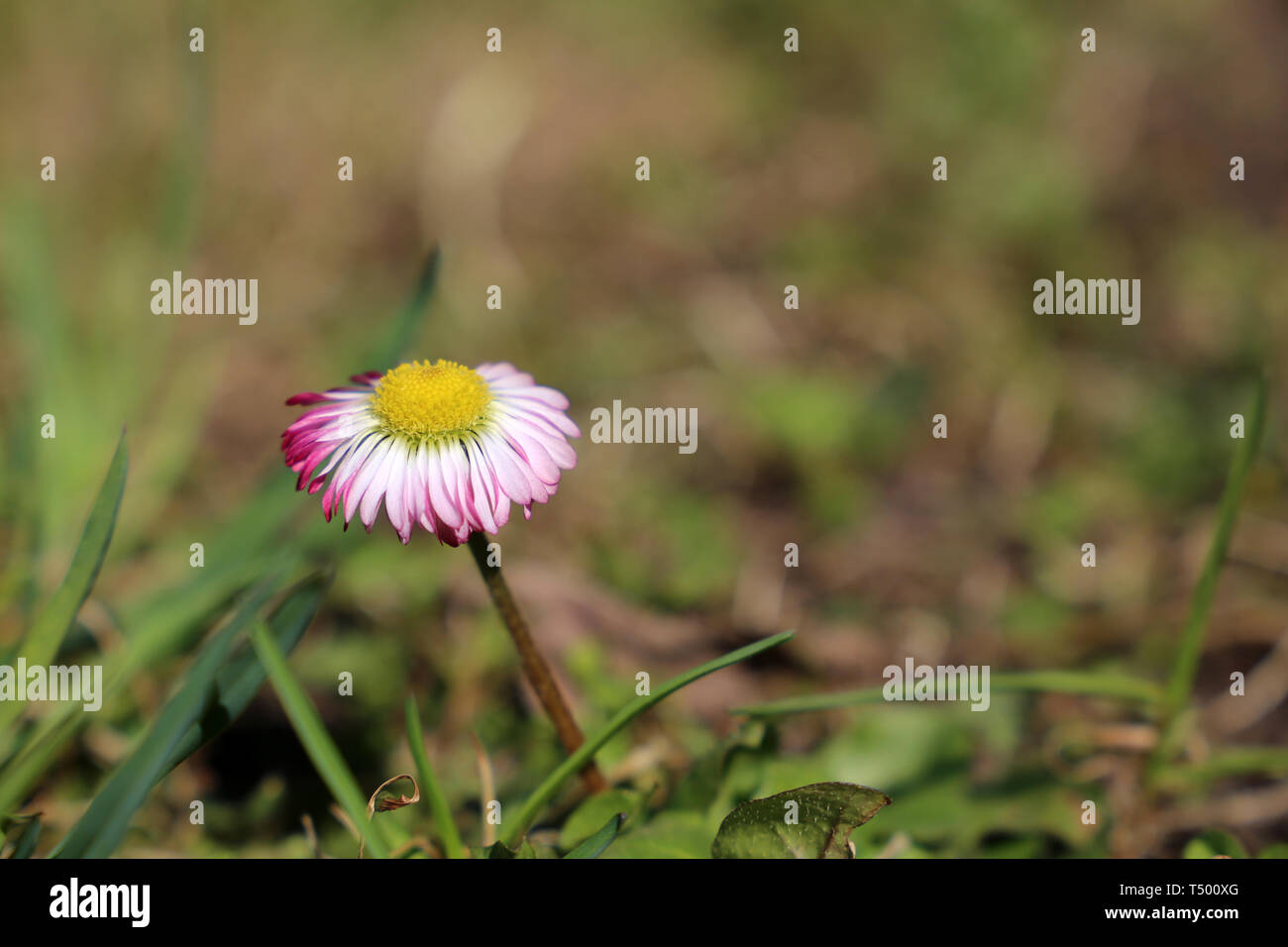 Daisy fiore in erba verde. La camomilla con bianco e petali di rosa sul prato soleggiato, stagione primavera sfondo Foto Stock