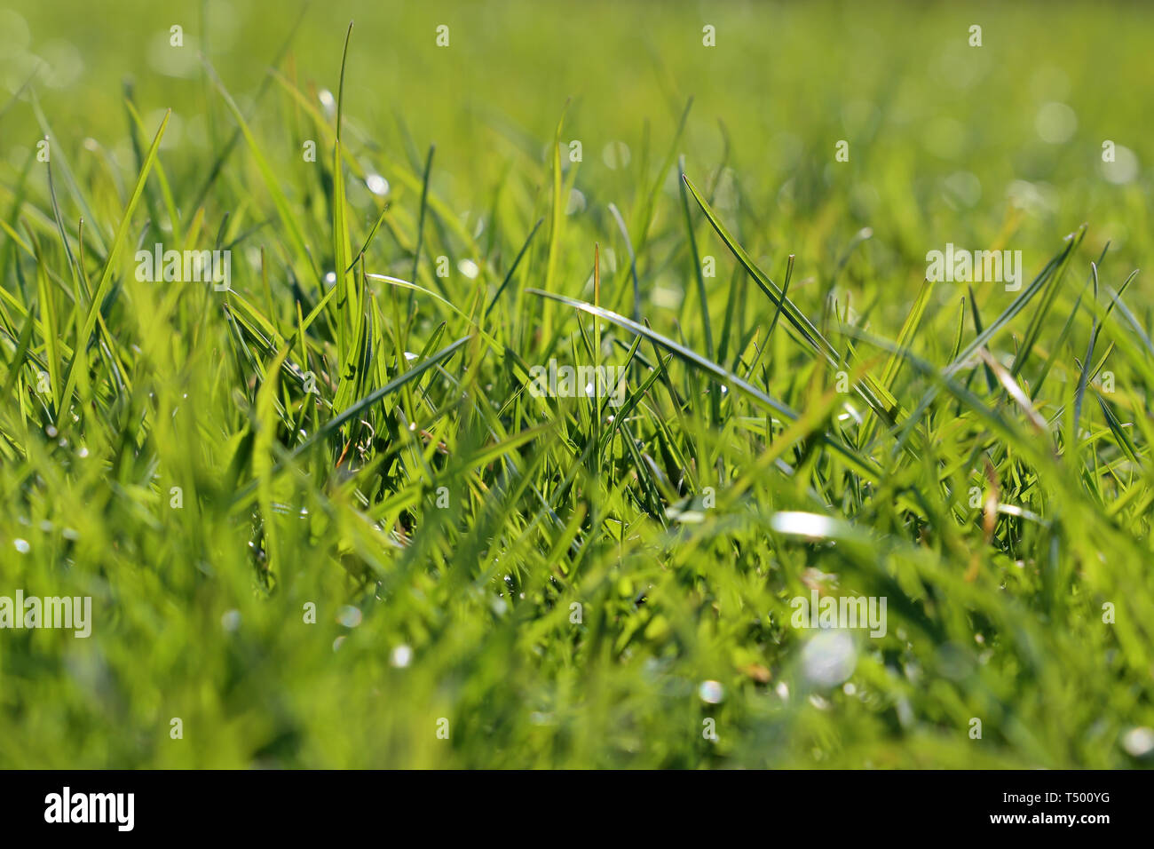 Fresco di erba verde in presenza di luce solare, fuoco selettivo. Molla luminoso sullo sfondo della natura, prato assolato texture Foto Stock
