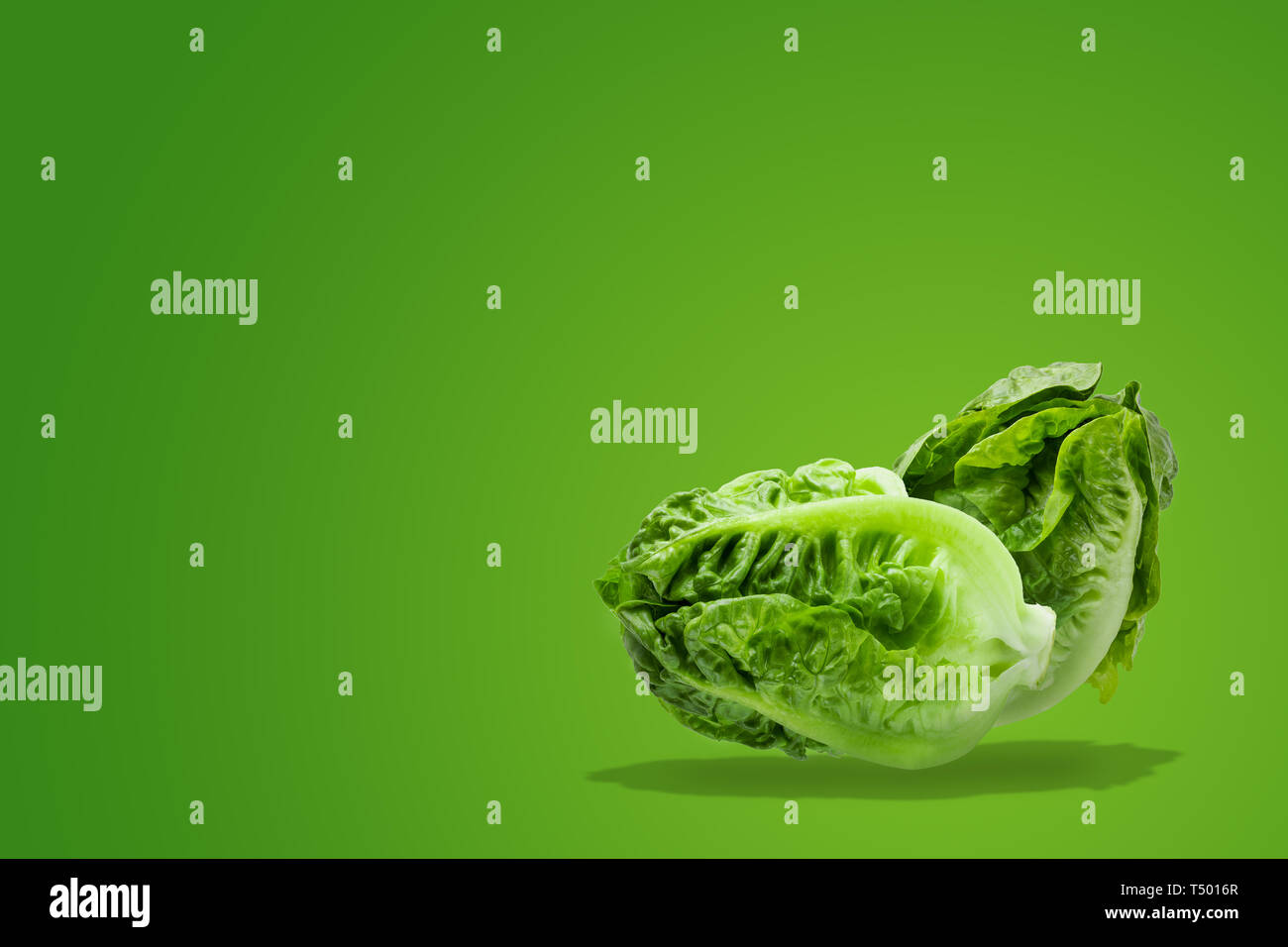 Fresh baby Cos lattuga su sfondo verde con copia spazio. Foto Stock