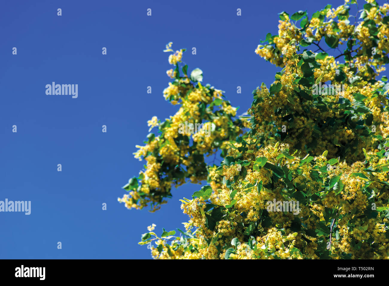 Rami di fioritura linden sul sfocata blue sky background. closeup con profondità di fielld. bellissima natura dettagli in estate. Foto Stock