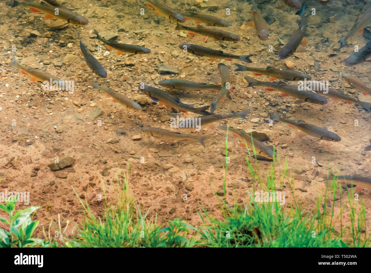 Trote sul fondo del lago. un sacco di pesci che nuotano liberamente in acqua chiara. erba verde sulla riva Foto Stock