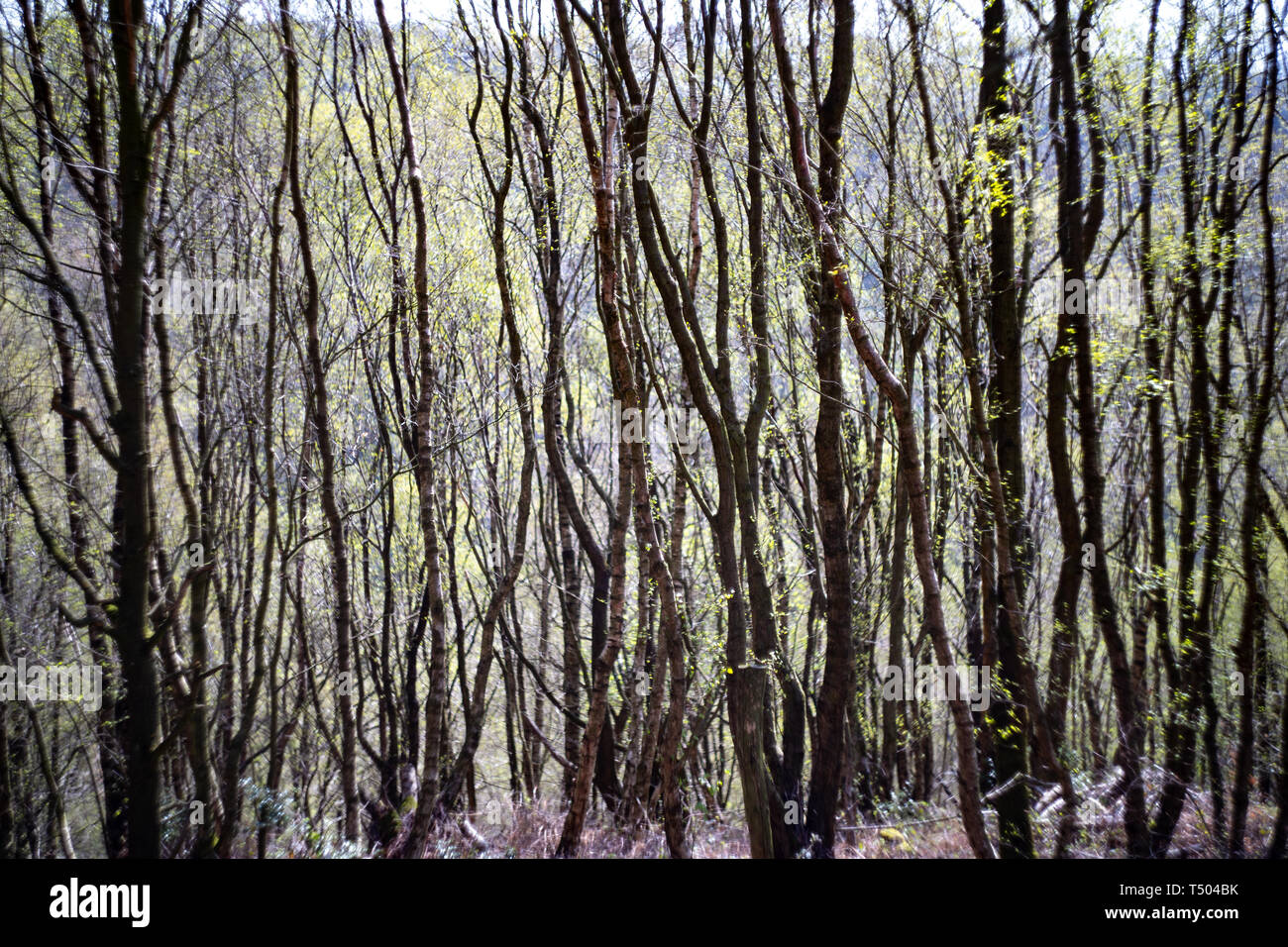 Spindly alberi giovani, Staffordshire, Regno Unito Foto Stock