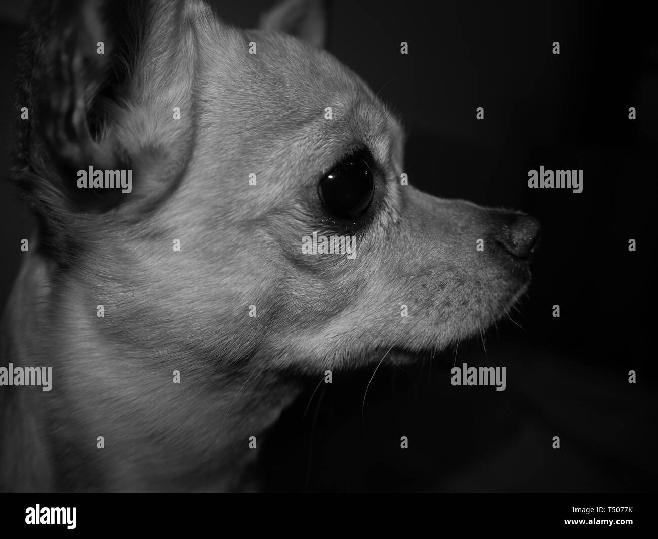 Chihuahua ritratto in bianco e nero Foto Stock