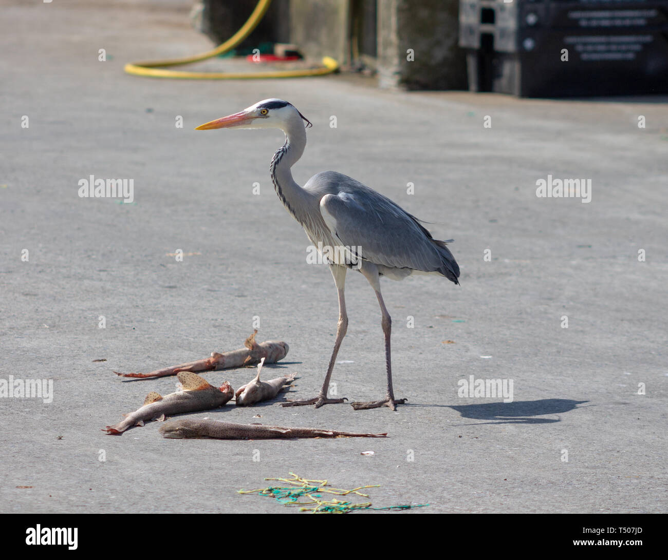 Ardea cinerea airone cenerino in piedi su 4 morti minore gattuccio Scyliorhinus canicula Foto Stock
