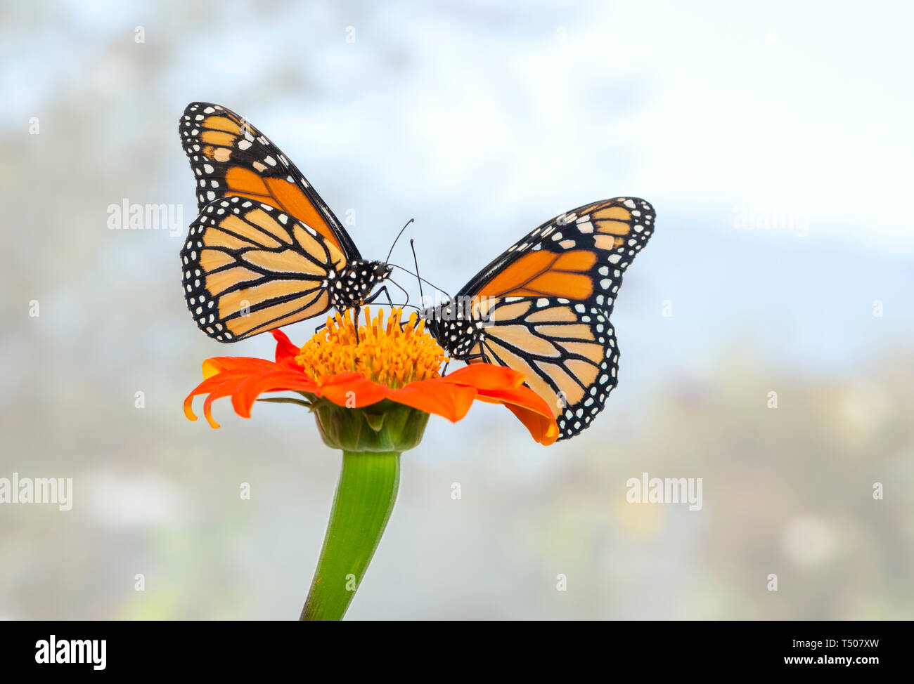 Una coppia di farfalle monarca alimentazione sulla stessa tithonia flower - Vista laterale su un morbido sky sfondo blu Foto Stock