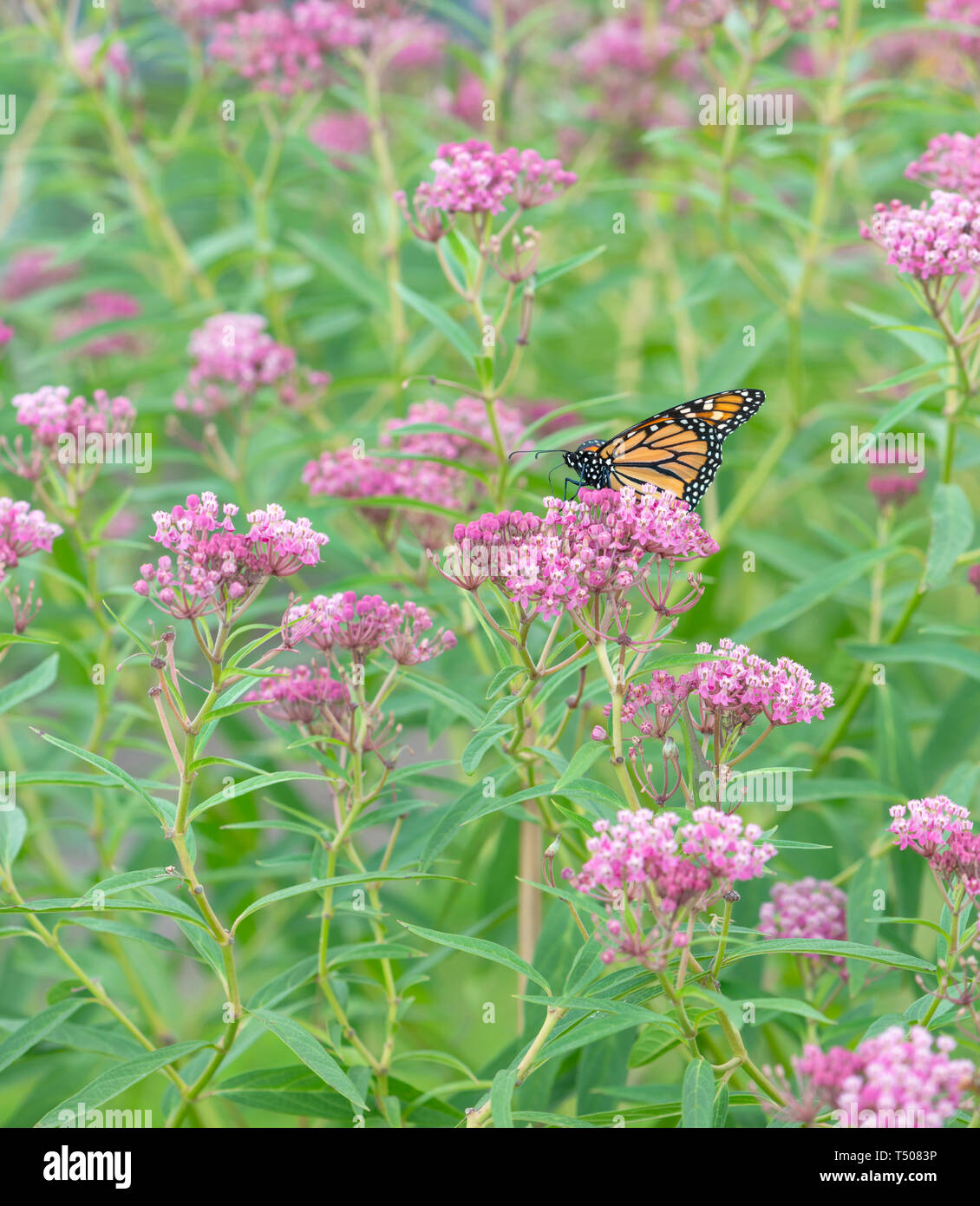 Una farfalla monarca (Danaus Plexippus) alimentazione su swamp milkweed fiori Foto Stock