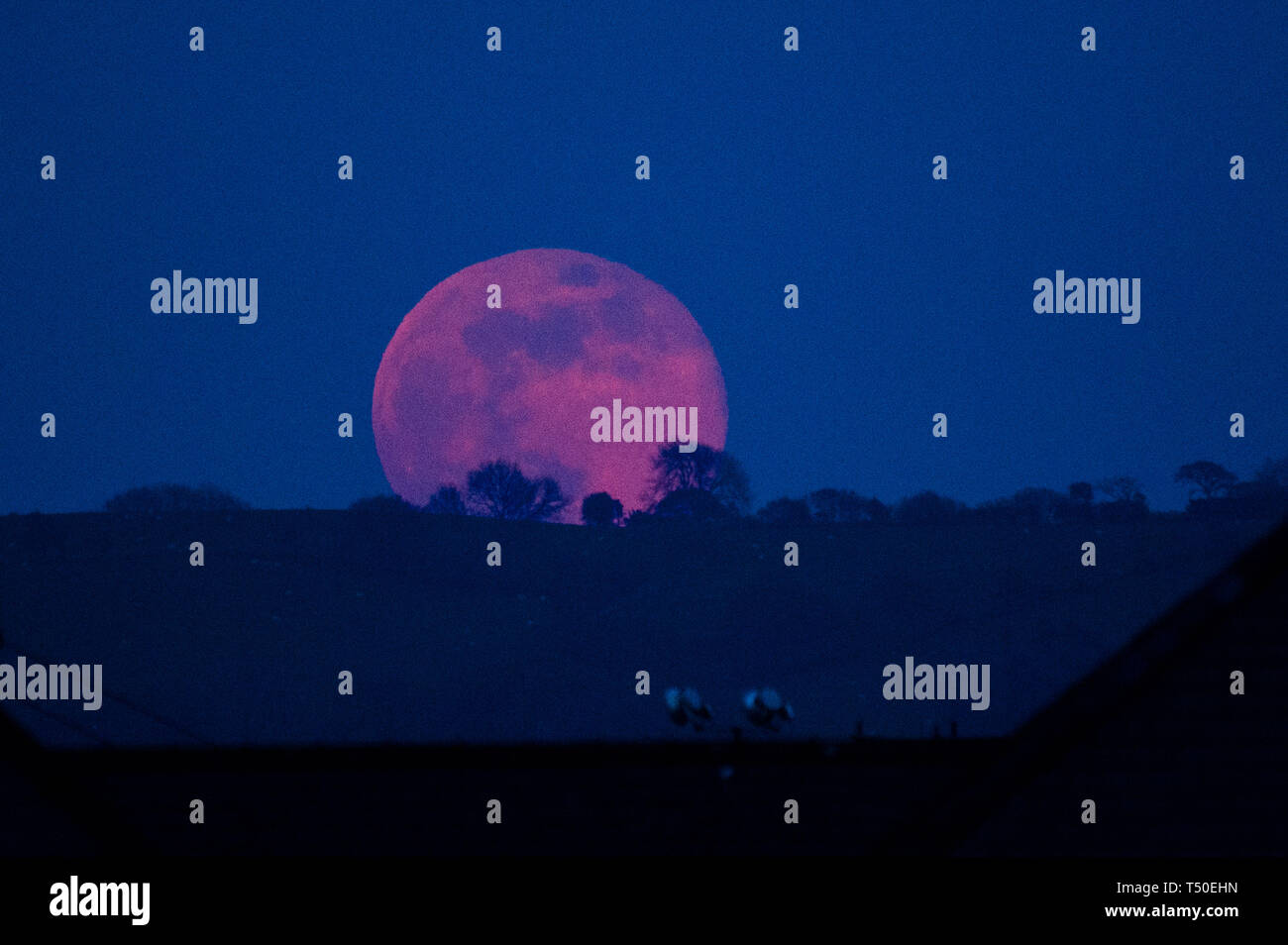 Aberystwyth Wales UK, Venerdì Santo, 19 aprile 2019. Regno Unito: Meteo una spettacolare luna piena, noto come 'Luna Rosa' vita fino al suo nome come sorge sulla collina vicino a Aberystwyth sul Buon Venerdì sera dopo una giornata di caldo scorchingly sunshine Photo credit: Keith Morris/Alamy Live News Foto Stock