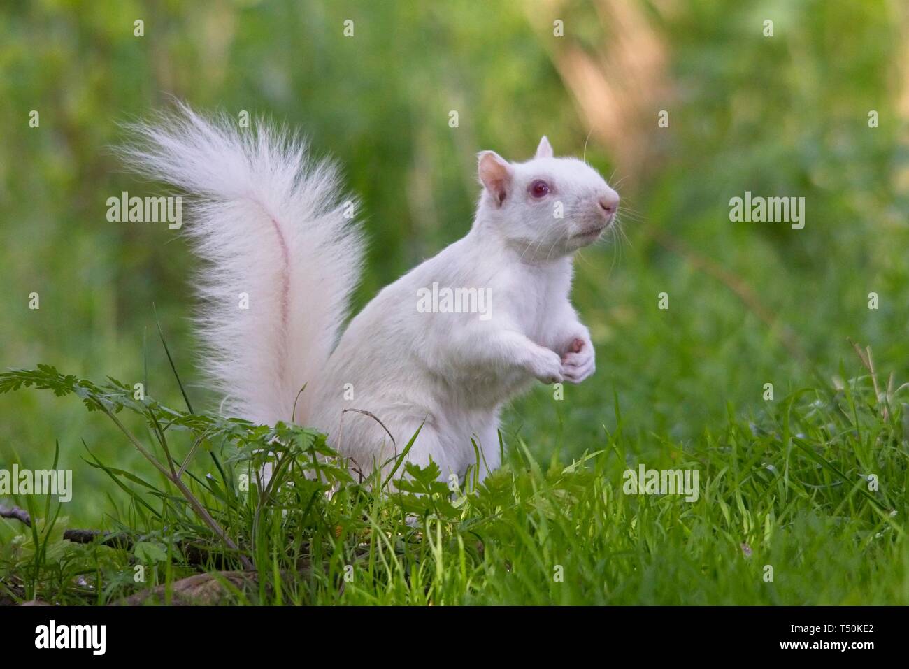 Questo raro scoiattolo grigio albino è stato avvistato in un parco a Eastbourne questa mattina, apparentemente godendo il bel tempo mentre nibbling su rami di albero. Gli albini veri mancano di pigmentazione con conseguente occhi rosa e pelliccia bianca e avranno spesso una durata più breve rispetto agli scoiattoli normali. Foto Stock