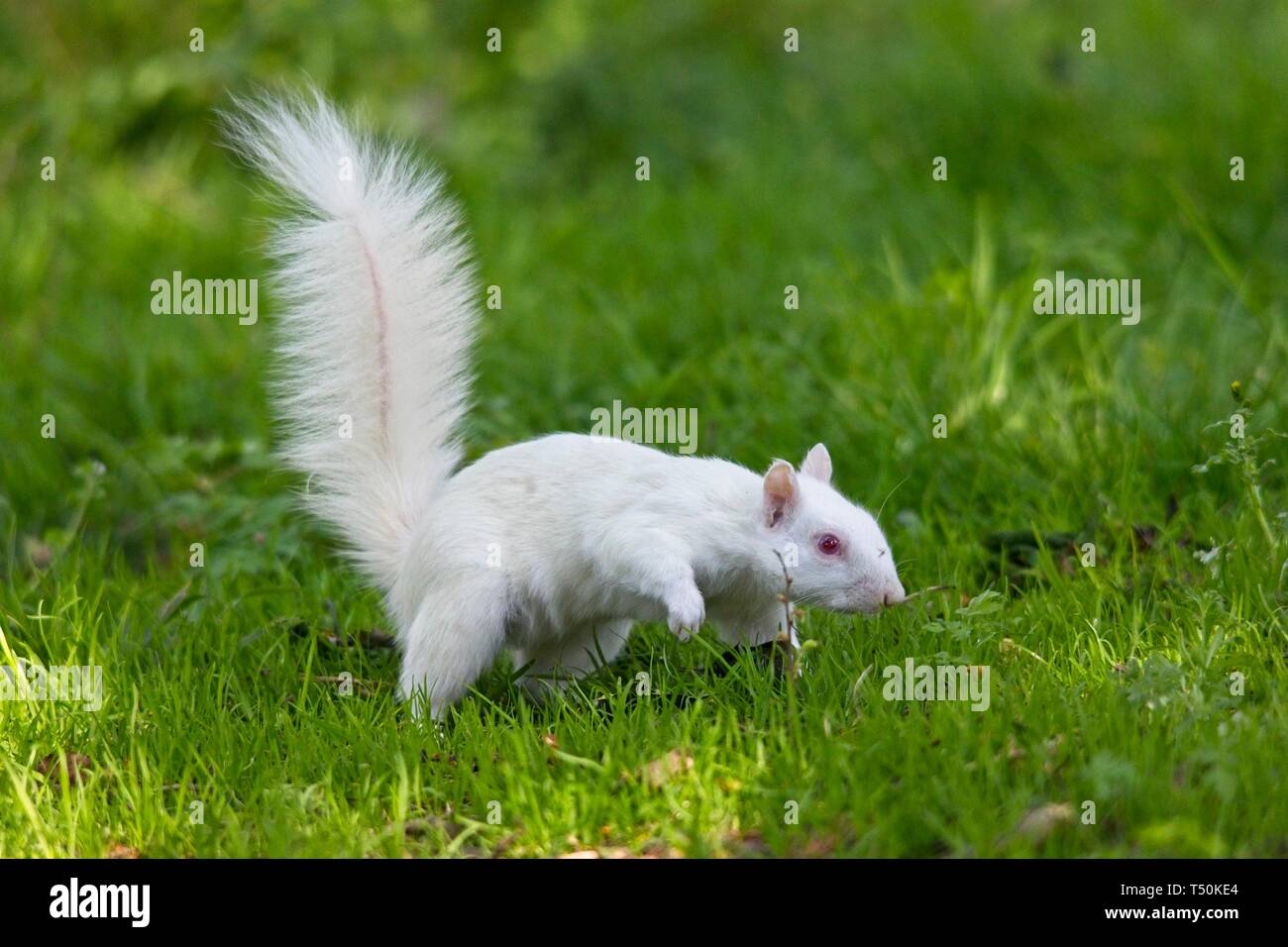 Questo raro scoiattolo grigio albino è stato avvistato in un parco a Eastbourne questa mattina, apparentemente godendo il bel tempo mentre nibbling su rami di albero. Gli albini veri mancano di pigmentazione con conseguente occhi rosa e pelliccia bianca e avranno spesso una durata più breve rispetto agli scoiattoli normali. Foto Stock