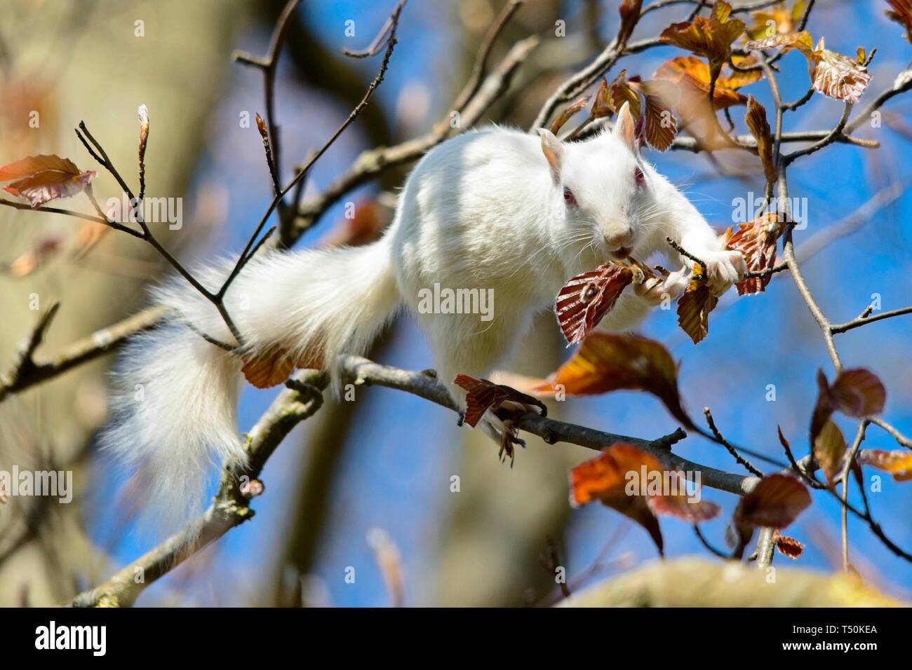 Questo raro scoiattolo grigio albino è stato avvistato in un parco a Eastbourne questa mattina, apparentemente godendo il bel tempo mentre nibbling su rami di albero. Gli albini veri mancano di pigmentazione con conseguente occhi rosa e pelliccia bianca e avranno spesso una durata più breve rispetto agli scoiattoli normali. Foto Stock
