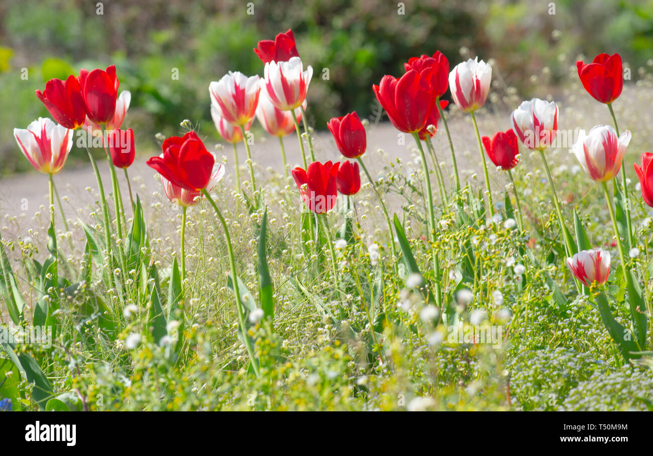 Lyme Regis, Dorset, Regno Unito. Xx Aprile 2019. Regno Unito: Meteo tulipani e fiori di primavera al sole a Langmoor giardini, Lyme Regis. Credito: Celia McMahon/Alamy Live News. Foto Stock