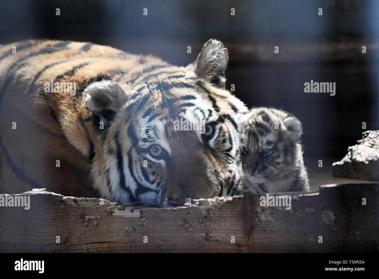Hailin, Cina. Xx Aprile, 2019. (190420) -- HARBIN, 20 aprile 2019 (Xinhua) -- Una tigre siberiana cub è curato dalla sua madre a Felina Hengdaohezi Centro di allevamento in Hailin, a nord-est della Cina di Provincia di Heilongjiang, 19 aprile 2019. Più di 20 i cuccioli nati finora questo anno presso il più grande del mondo tigre siberiana centro di allevamento nel nord-est della Cina di Heilongjiang provincia. La Cina Hengdaohezi Gatti Centro di allevamento è prevista per accogliere circa 100 cubs entro la fine di quest'anno, secondo il centro. Credito: Xinhua/Alamy Live News Foto Stock