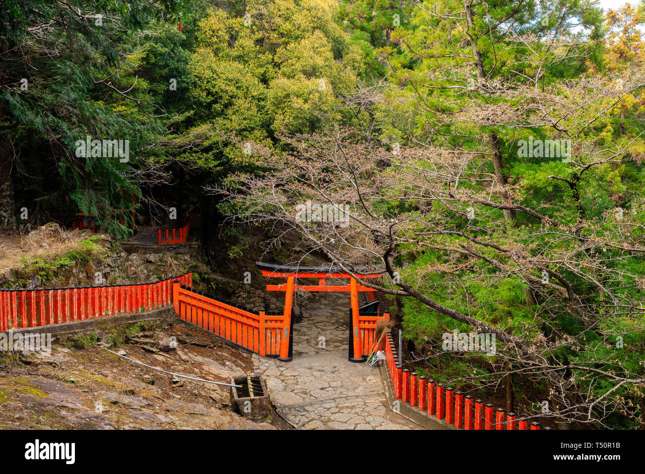 Torii giapponese e una recinzione nella foresta vicino al tempio Kamikura, Kumano Kodo via, Shingu, Giappone Foto Stock