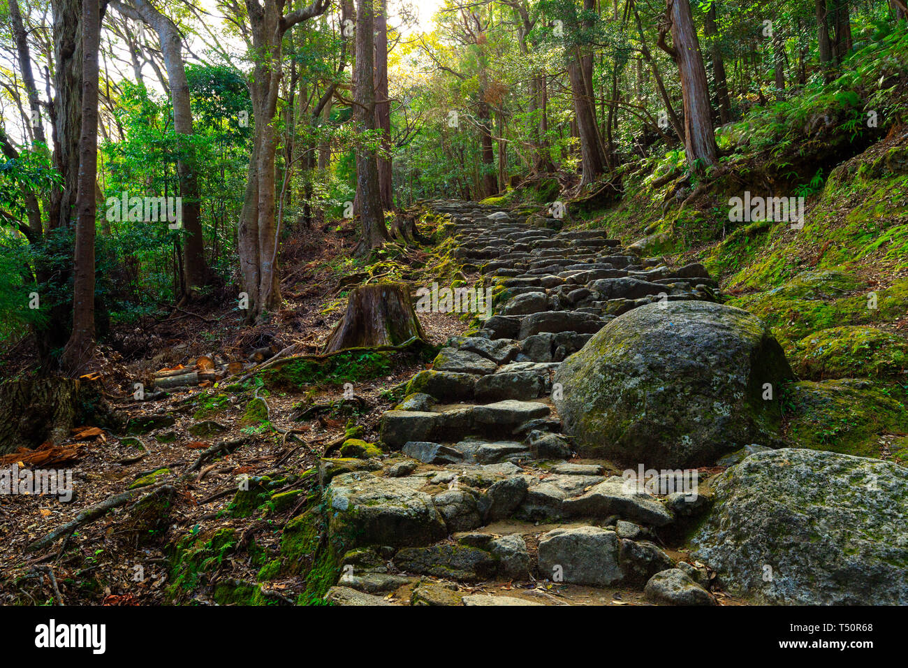 Percorso Combblestone nella foresta che conduce al Kamikura Scintoismo tempio, Kumano Kodo pellegrinaggio via, Shingu, Giappone Foto Stock