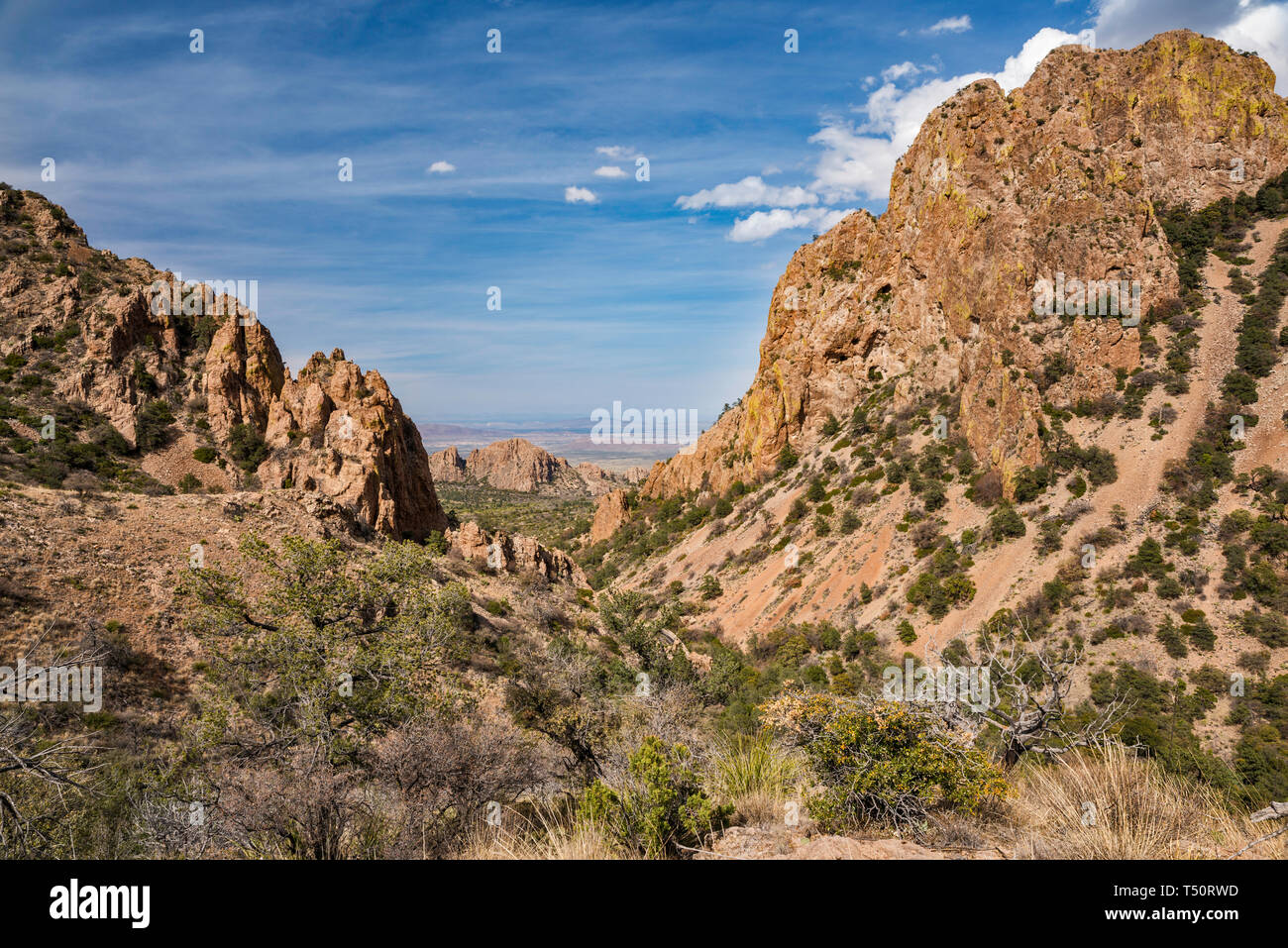 La vegetazione in recupero dopo 2011 siccità al Green Gulch, vista da Panther passano nelle montagne di Chisos, parco nazionale di Big Bend, Texas, Stati Uniti d'America Foto Stock