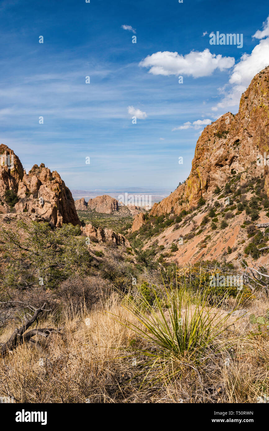 La vegetazione in recupero dopo 2011 siccità al Green Gulch, vista da Panther passano nelle montagne di Chisos, parco nazionale di Big Bend, Texas, Stati Uniti d'America Foto Stock