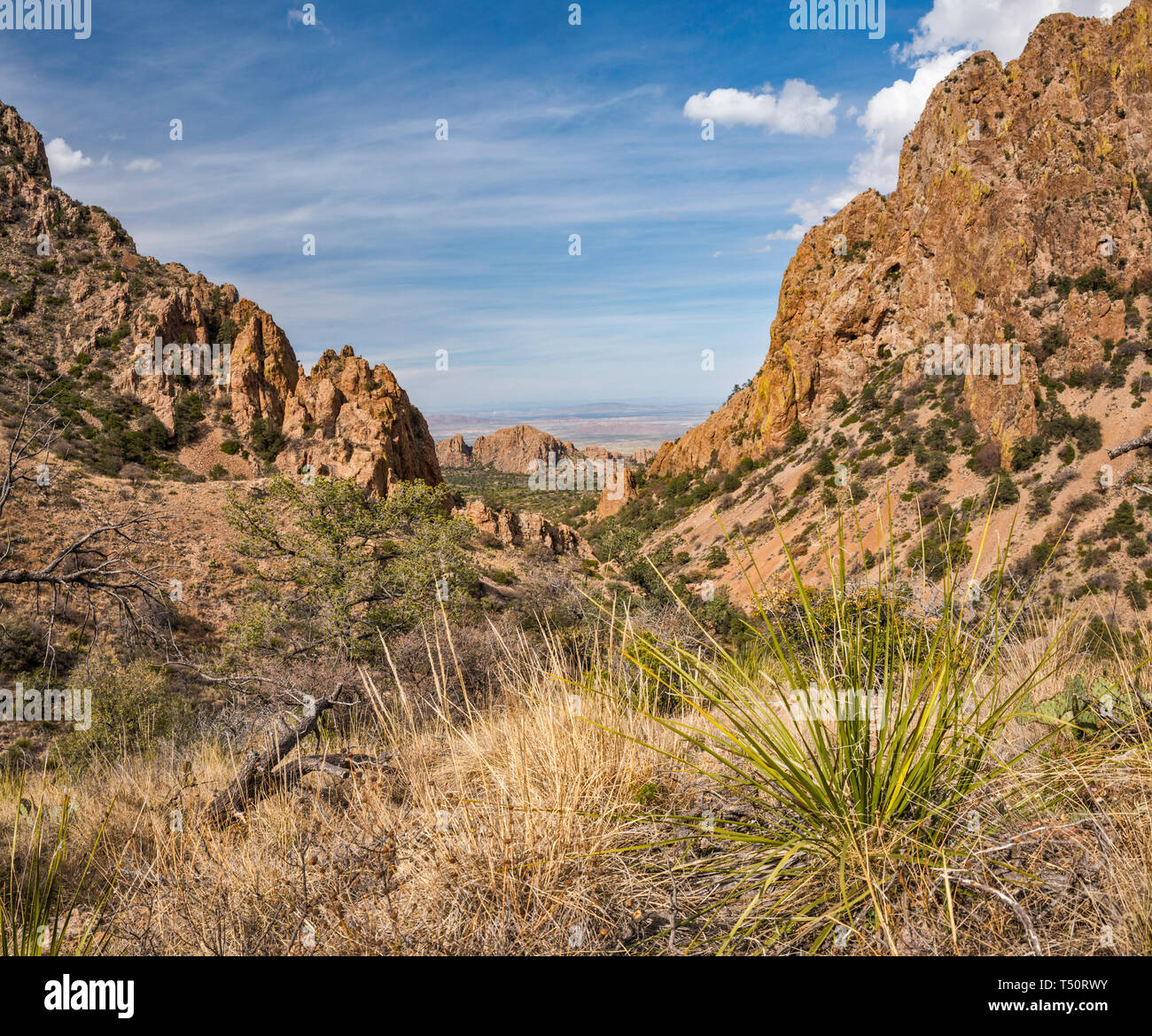 La vegetazione in recupero dopo 2011 siccità al Green Gulch, vista da Panther passano nelle montagne di Chisos, parco nazionale di Big Bend, Texas, Stati Uniti d'America Foto Stock