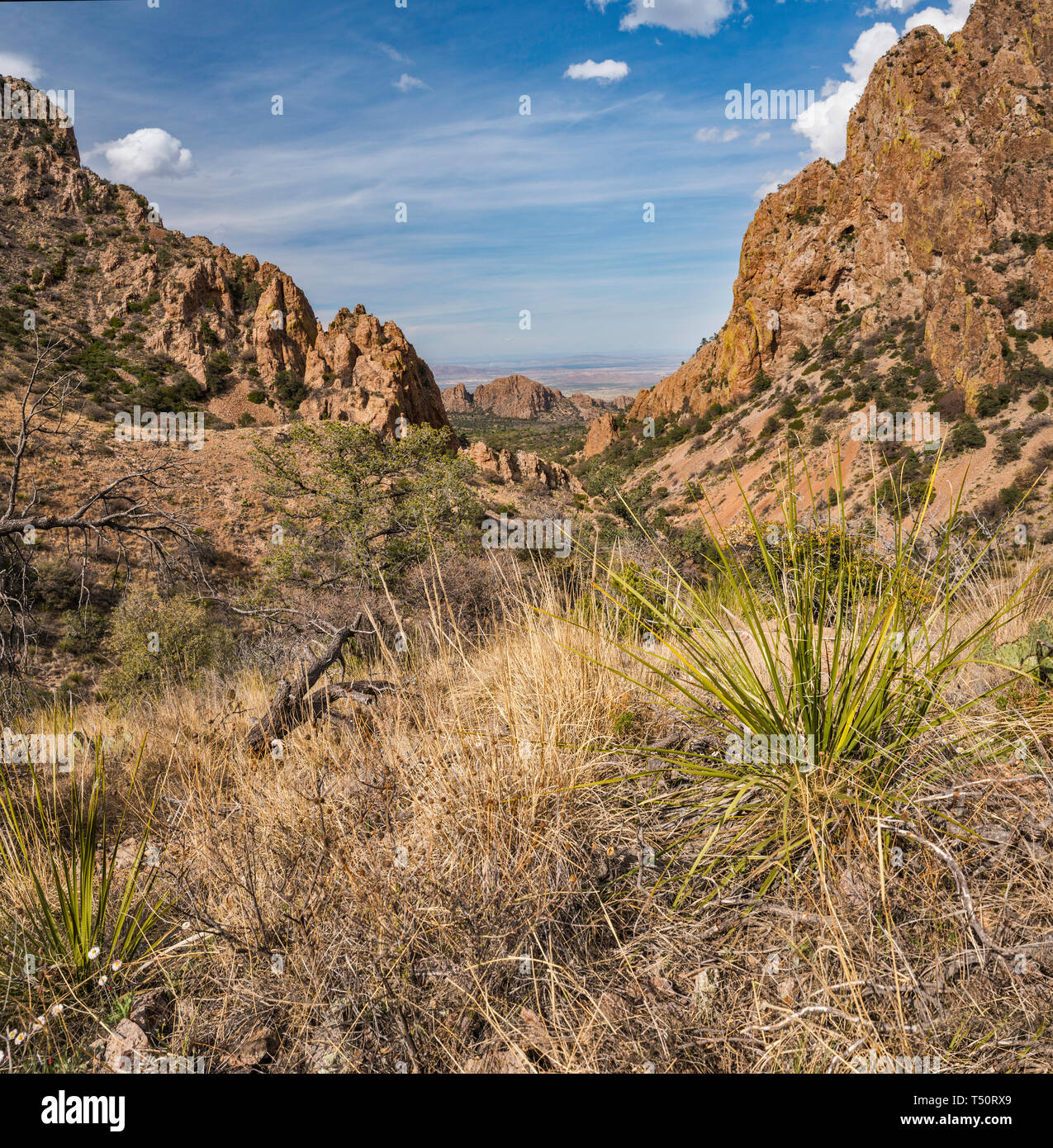 La vegetazione in recupero dopo 2011 siccità al Green Gulch, vista da Panther passano nelle montagne di Chisos, parco nazionale di Big Bend, Texas, Stati Uniti d'America Foto Stock