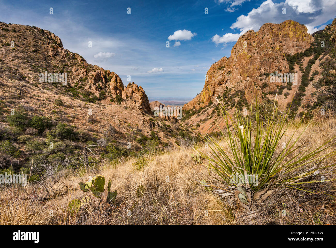 La vegetazione in recupero dopo 2011 siccità al Green Gulch, vista da Panther passano nelle montagne di Chisos, parco nazionale di Big Bend, Texas, Stati Uniti d'America Foto Stock