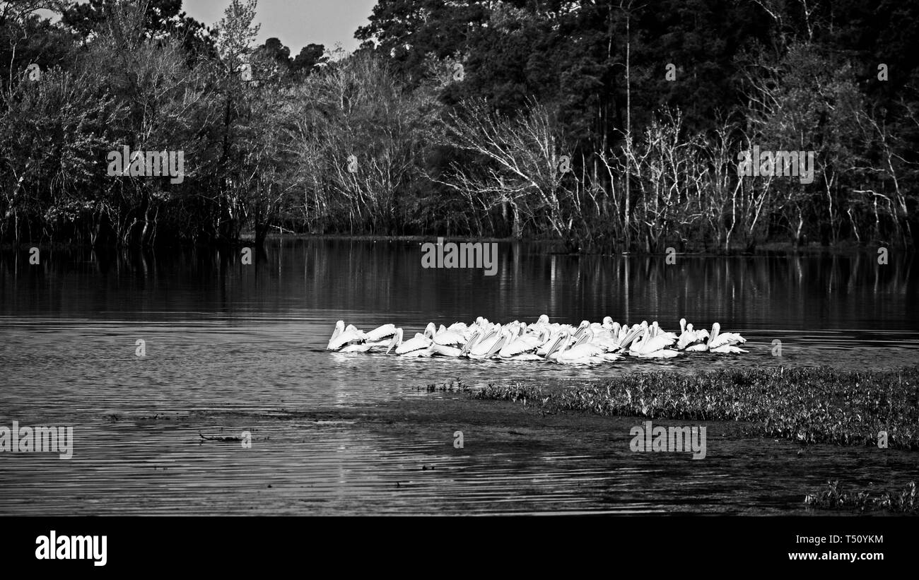 I boschi, TX USA - 03/14/2019 - Gruppo di American White Pelican nelle backwaters in B&W Foto Stock