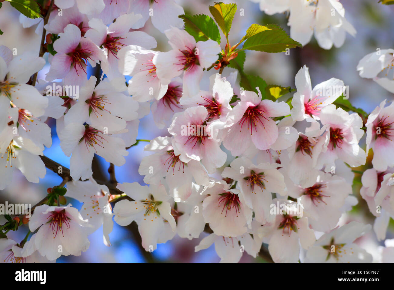 Bella bianca e rosa ciliegia sbocciano fiori su un albero in primavera. Fiori di Ciliegio, alberi da frutto, close-up Foto Stock