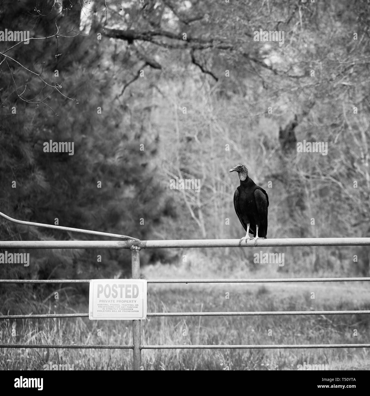Posizione - Data - Guardia di avvoltoio nero pubblicato la proprietà privata 1 in B&W Foto Stock