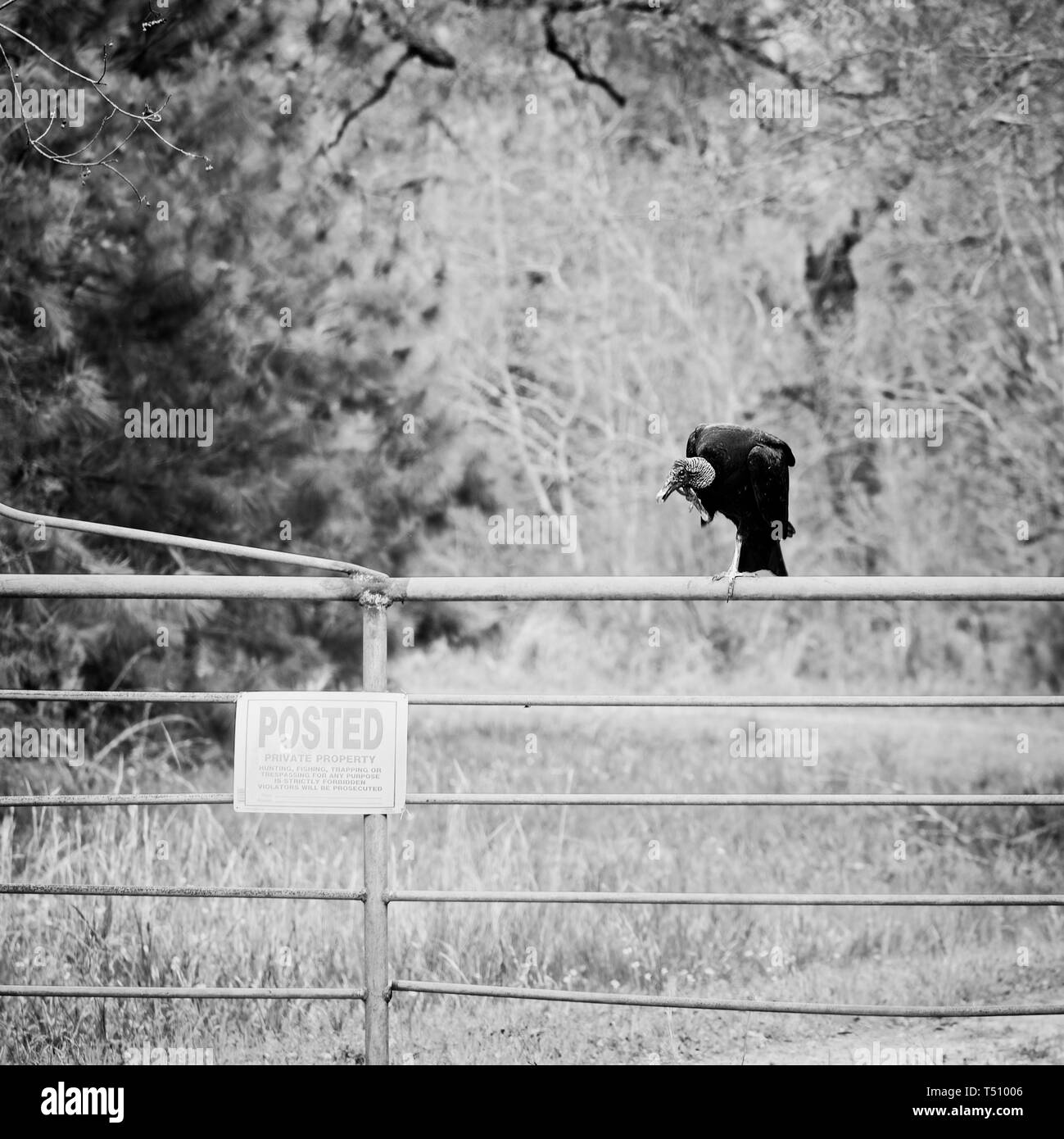 Texas USA - 03/08/2019 - Guardia di avvoltoio nero pubblicato la proprietà privata 2 in B&W Foto Stock