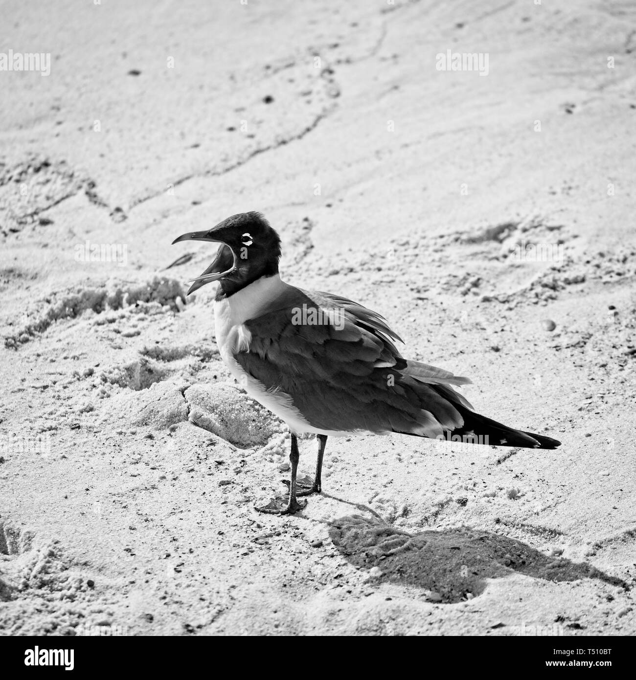 Gulf Shores AL STATI UNITI D'America - 4 Maggio 2018 - Ridere gabbiano con becco aperto sulla spiaggia in B&W Foto Stock