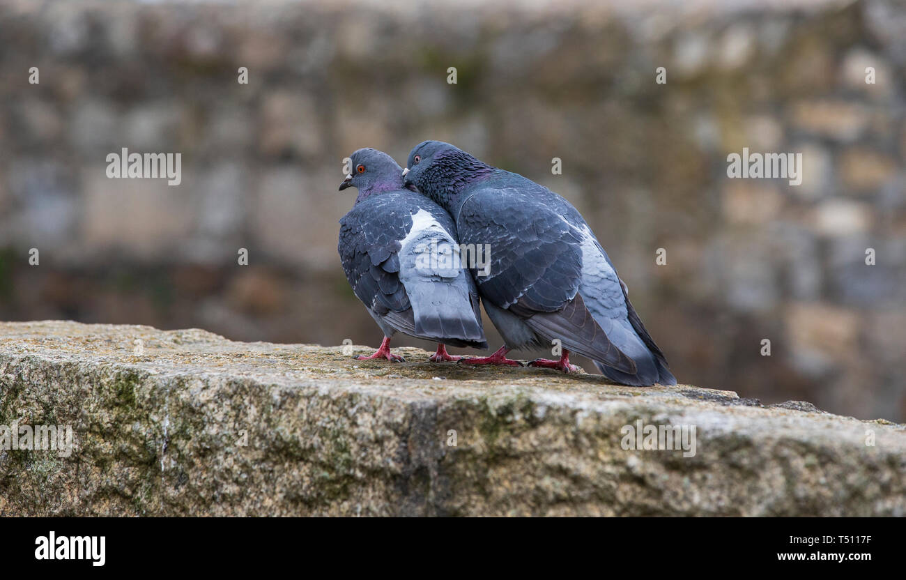 Piccione coniugata Foto Stock