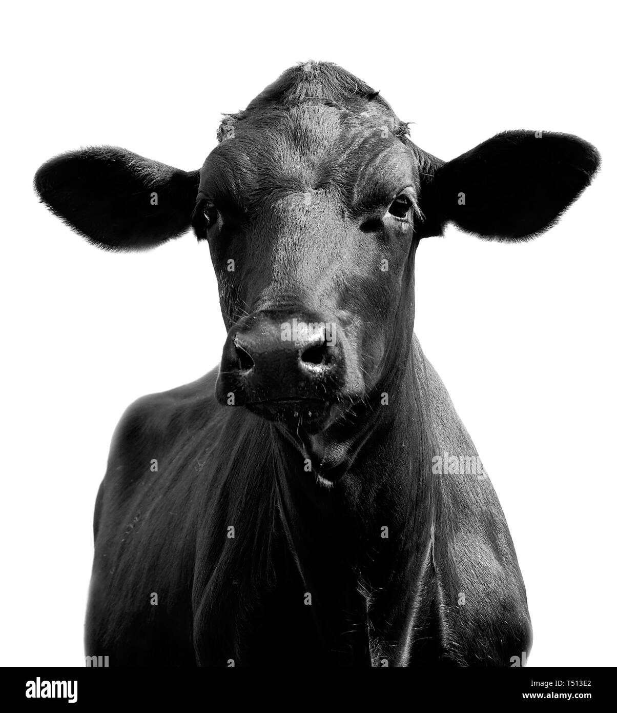 Ritratto di una mucca nera su sfondo bianco Foto Stock
