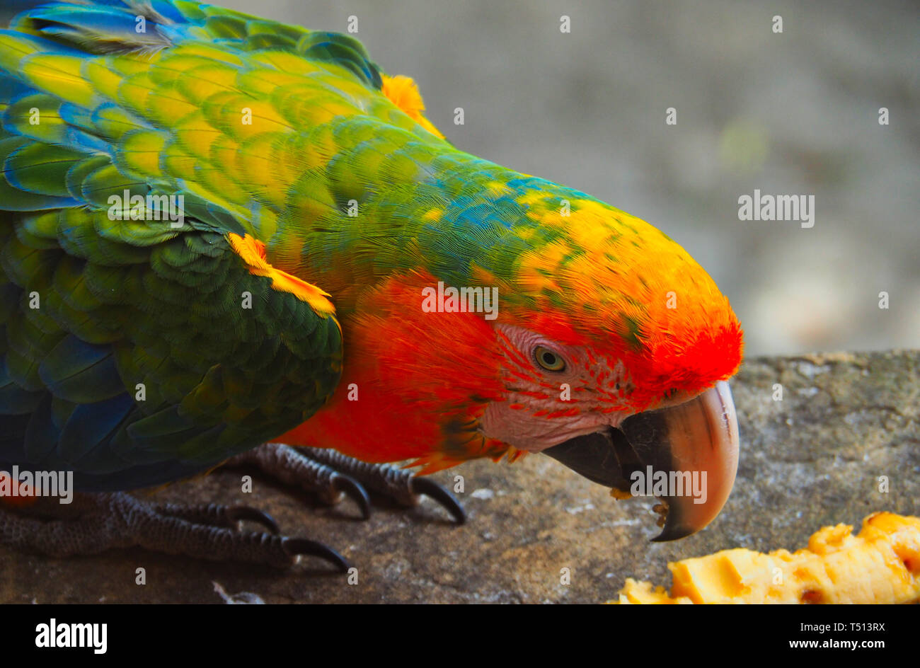 La fauna selvatica in Costa Rica Foto Stock