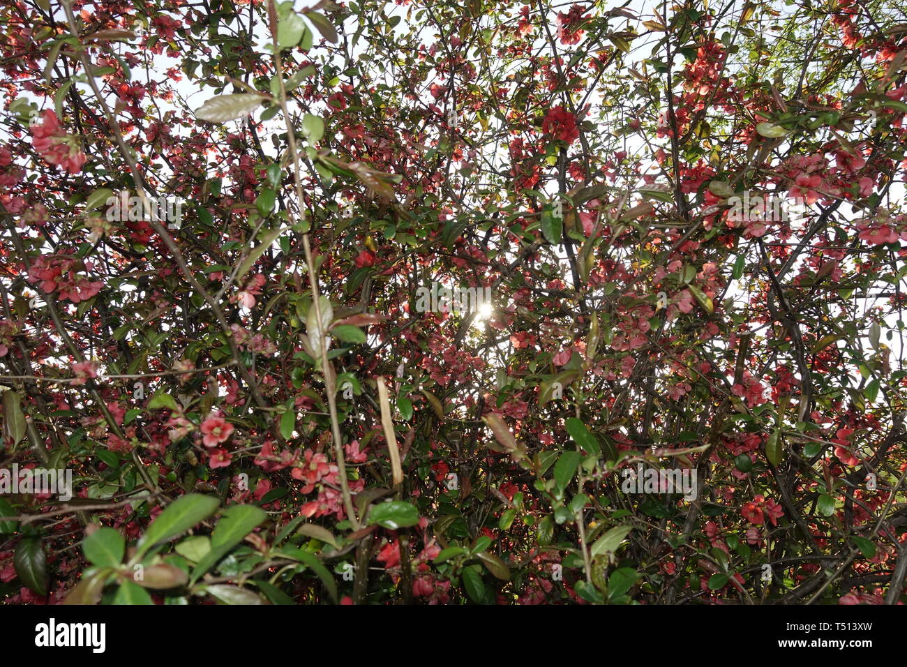 Blossom nel tramonto,Winzlar,Steinhuder Meer,Germania. Foto Stock