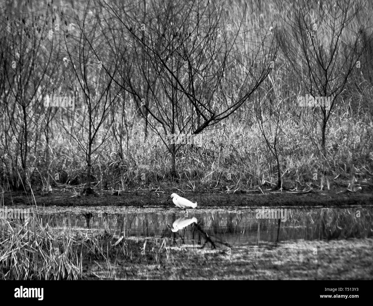 I boschi, TX USA - 02/17/2019 - White Bird in palude con alberi in B&W Foto Stock