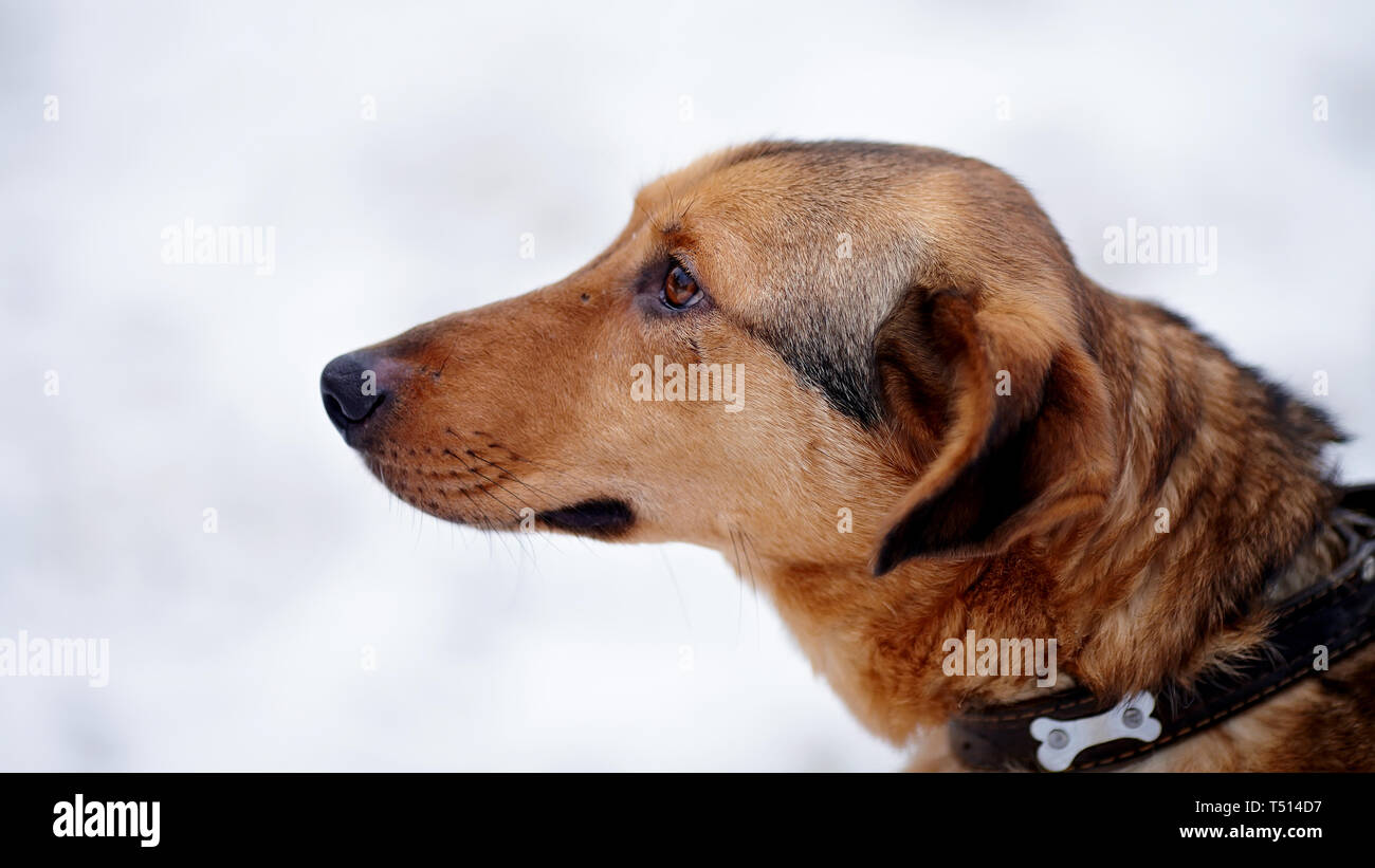 Ritratto di un shaggy mongrel. Cane sulla neve. Non cane di razza. Doggie a piedi. La grande non cagnaccio di razza. Foto Stock