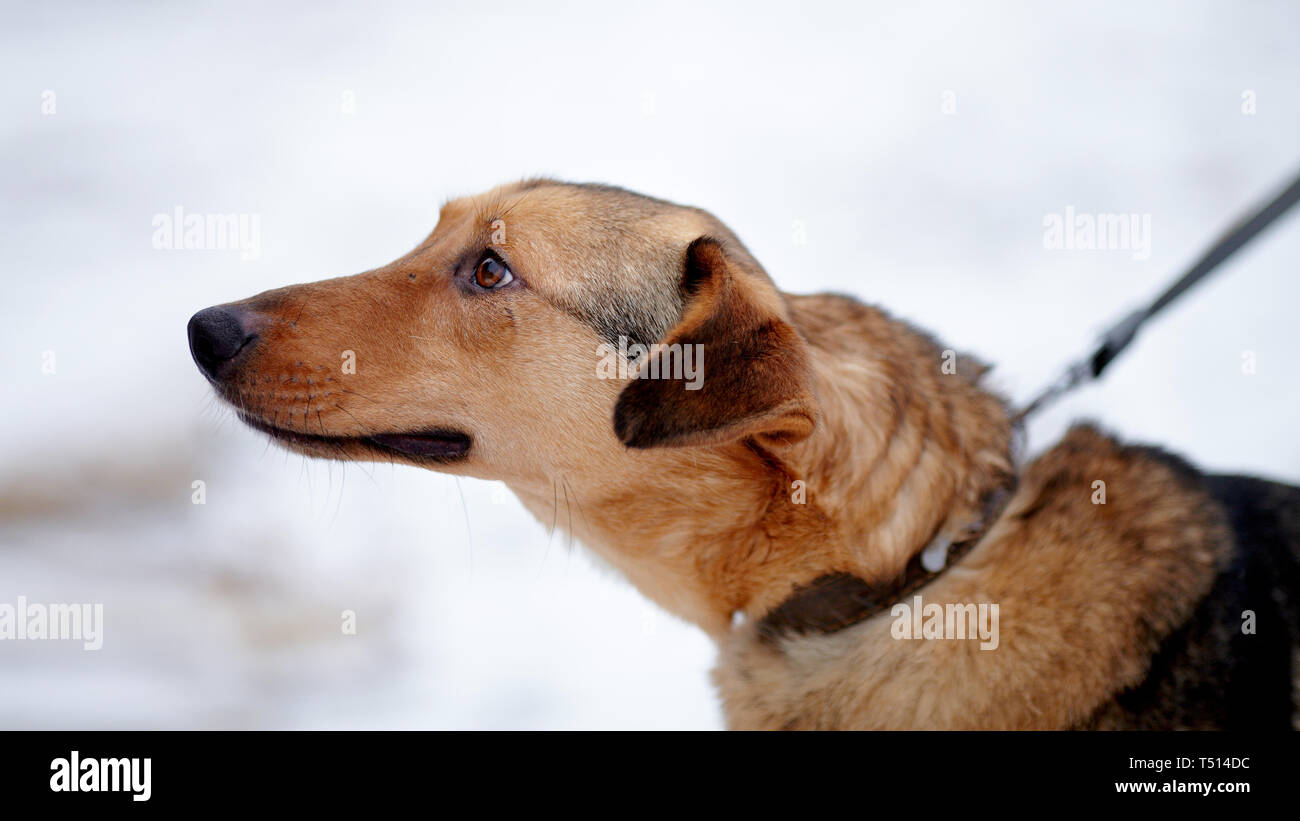 Ritratto di un shaggy mongrel. Cane sulla neve. Non cane di razza. Doggie a piedi. La grande non cagnaccio di razza. Foto Stock