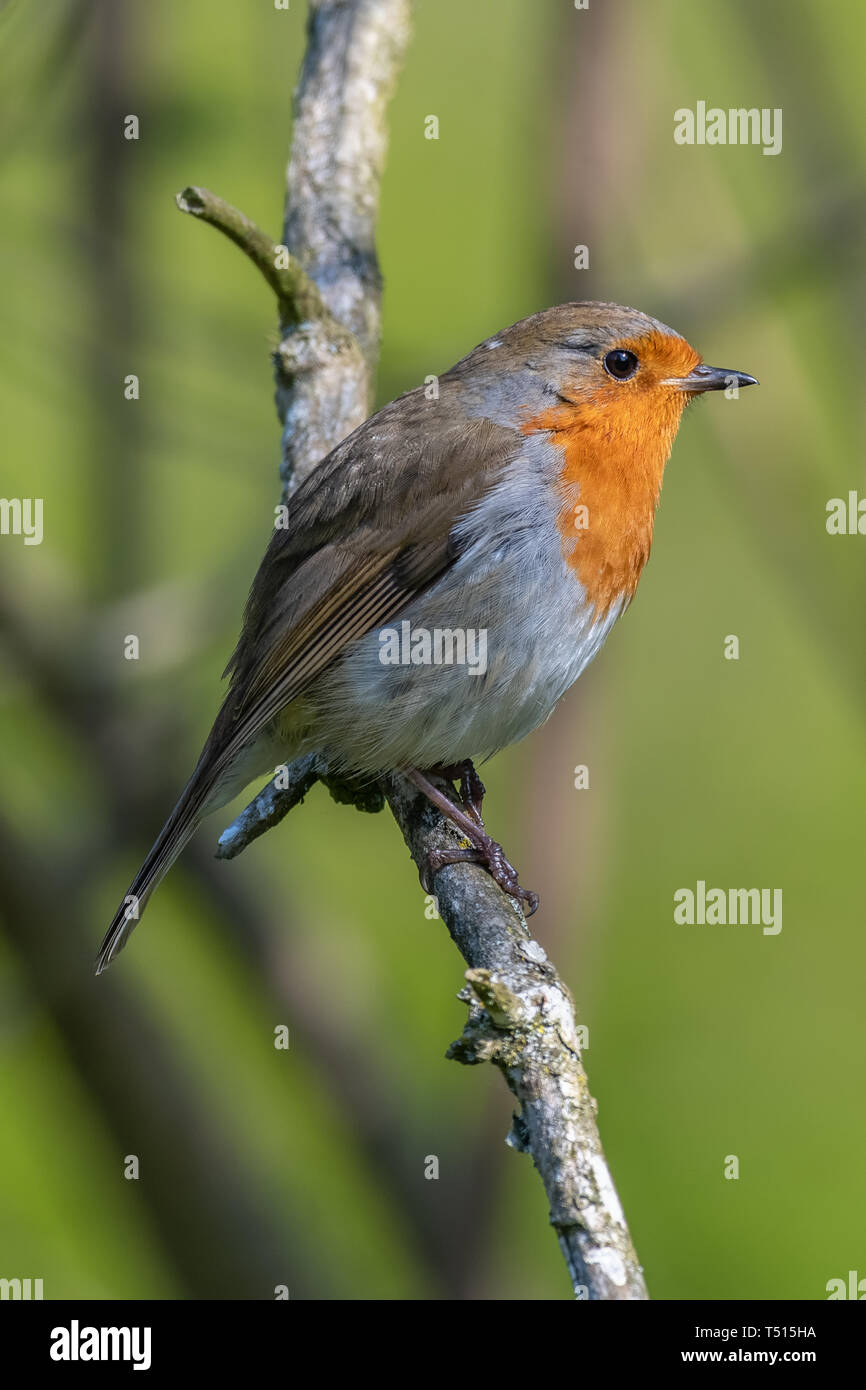 Unione robin (Erithacus rubecula) Foto Stock