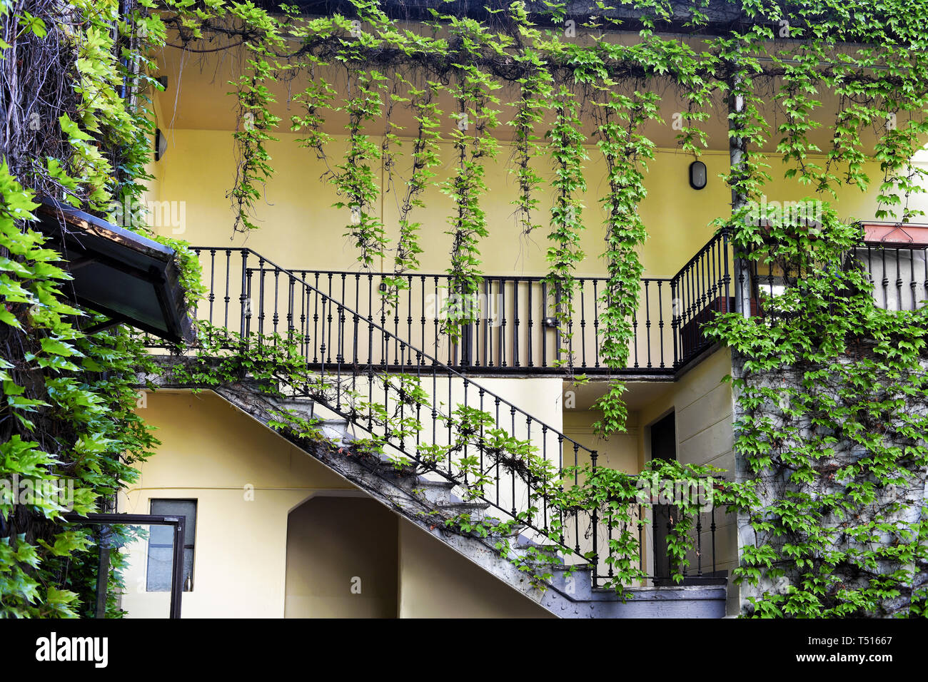 Ivy superriduttore piante pendenti dal tetto e diffondere intorno a scale e balcone sul cortile di casa residenziale con pareti di colore giallo Foto Stock