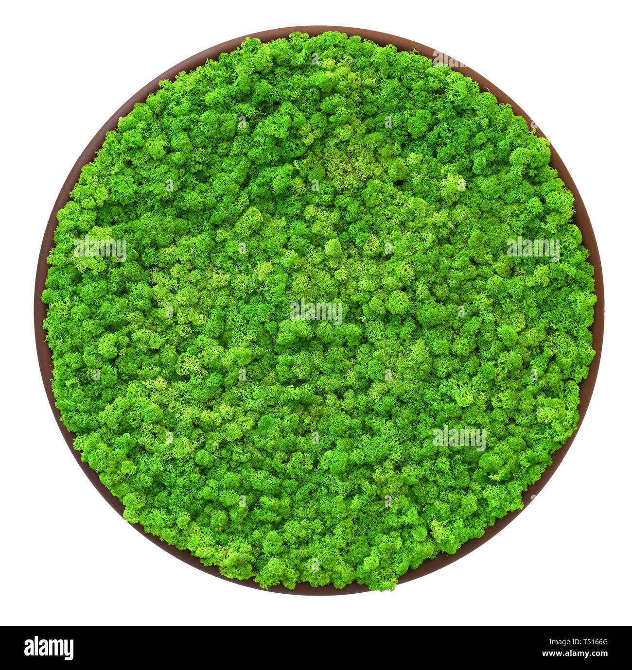 Colore verde vivo della Finlandia moss nel vassoio rotondo cerchio visto da sopra e da isolati su sfondo bianco Foto Stock